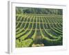 Vineyard Near Monbazillac, Dordogne, Aquitaine, France-Michael Busselle-Framed Photographic Print