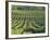 Vineyard Near Monbazillac, Dordogne, Aquitaine, France-Michael Busselle-Framed Photographic Print
