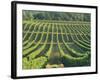 Vineyard Near Monbazillac, Dordogne, Aquitaine, France-Michael Busselle-Framed Photographic Print