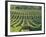 Vineyard Near Monbazillac, Dordogne, Aquitaine, France-Michael Busselle-Framed Photographic Print