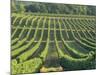 Vineyard Near Monbazillac, Dordogne, Aquitaine, France-Michael Busselle-Mounted Photographic Print