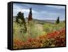 Vineyard Near Montalcino, Tuscany, Italy-Adam Jones-Framed Stretched Canvas