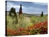 Vineyard Near Montalcino, Tuscany, Italy-Adam Jones-Stretched Canvas