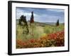 Vineyard Near Montalcino, Tuscany, Italy-Adam Jones-Framed Photographic Print