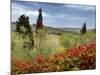 Vineyard Near Montalcino, Tuscany, Italy-Adam Jones-Mounted Photographic Print