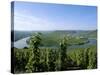 Vineyard Near Trittenheim, Mosel Valley, Rheinland-Pfalz (Rhineland-Palatinate), Germany-Hans Peter Merten-Stretched Canvas