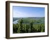 Vineyard Near Trittenheim, Mosel Valley, Rheinland-Pfalz (Rhineland-Palatinate), Germany-Hans Peter Merten-Framed Photographic Print