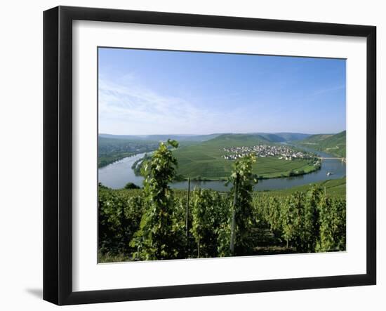 Vineyard Near Trittenheim, Mosel Valley, Rheinland-Pfalz (Rhineland-Palatinate), Germany-Hans Peter Merten-Framed Photographic Print