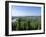 Vineyard Near Trittenheim, Mosel Valley, Rheinland-Pfalz (Rhineland-Palatinate), Germany-Hans Peter Merten-Framed Photographic Print