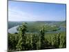 Vineyard Near Trittenheim, Mosel Valley, Rheinland-Pfalz (Rhineland-Palatinate), Germany-Hans Peter Merten-Mounted Photographic Print