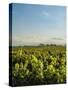 Vineyard of Bodega Viamonte, Lujan de Cuyo, Mendoza Province, Argentina, South America-Karol Kozlowski-Stretched Canvas