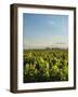 Vineyard of Bodega Viamonte, Lujan de Cuyo, Mendoza Province, Argentina, South America-Karol Kozlowski-Framed Photographic Print