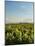 Vineyard of Bodega Viamonte, Lujan de Cuyo, Mendoza Province, Argentina, South America-Karol Kozlowski-Mounted Photographic Print