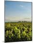 Vineyard of Bodega Viamonte, Lujan de Cuyo, Mendoza Province, Argentina, South America-Karol Kozlowski-Mounted Photographic Print