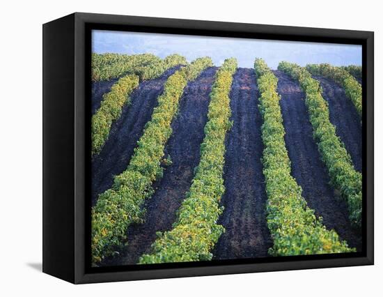 Vineyard of Domaine du Mas Cremat-Owen Franken-Framed Stretched Canvas