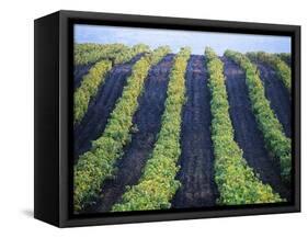 Vineyard of Domaine du Mas Cremat-Owen Franken-Framed Stretched Canvas