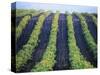 Vineyard of Domaine du Mas Cremat-Owen Franken-Stretched Canvas