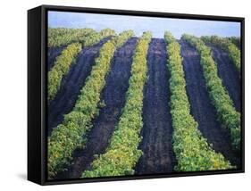 Vineyard of Domaine du Mas Cremat-Owen Franken-Framed Stretched Canvas