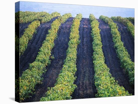 Vineyard of Domaine du Mas Cremat-Owen Franken-Stretched Canvas