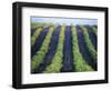 Vineyard of Domaine du Mas Cremat-Owen Franken-Framed Photographic Print