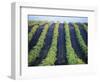 Vineyard of Domaine du Mas Cremat-Owen Franken-Framed Photographic Print