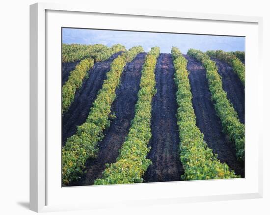 Vineyard of Domaine du Mas Cremat-Owen Franken-Framed Photographic Print