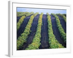 Vineyard of Domaine du Mas Cremat-Owen Franken-Framed Photographic Print