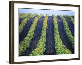 Vineyard of Domaine du Mas Cremat-Owen Franken-Framed Photographic Print