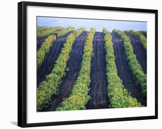 Vineyard of Domaine du Mas Cremat-Owen Franken-Framed Photographic Print