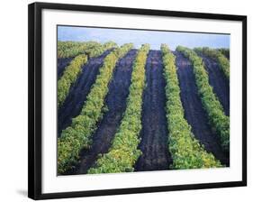 Vineyard of Domaine du Mas Cremat-Owen Franken-Framed Photographic Print