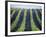 Vineyard of Domaine du Mas Cremat-Owen Franken-Framed Photographic Print