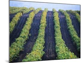 Vineyard of Domaine du Mas Cremat-Owen Franken-Mounted Photographic Print