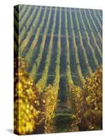 Vineyard of Oremus Winery, Tolcsva, Hungary-Herbert Lehmann-Stretched Canvas