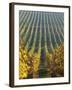 Vineyard of Oremus Winery, Tolcsva, Hungary-Herbert Lehmann-Framed Photographic Print