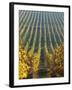 Vineyard of Oremus Winery, Tolcsva, Hungary-Herbert Lehmann-Framed Photographic Print