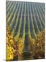 Vineyard of Oremus Winery, Tolcsva, Hungary-Herbert Lehmann-Mounted Photographic Print