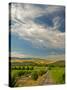 Vineyard of Walla Walla Vintners, Walla Walla, Washington, USA-Richard Duval-Stretched Canvas