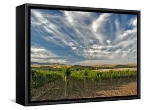 Vineyard of Walla Walla Vintners, Walla Walla, Washington, USA-Richard Duval-Framed Stretched Canvas