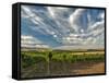 Vineyard of Walla Walla Vintners, Walla Walla, Washington, USA-Richard Duval-Framed Stretched Canvas