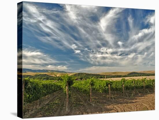 Vineyard of Walla Walla Vintners, Walla Walla, Washington, USA-Richard Duval-Stretched Canvas