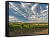 Vineyard of Walla Walla Vintners, Walla Walla, Washington, USA-Richard Duval-Framed Stretched Canvas