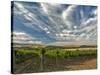 Vineyard of Walla Walla Vintners, Walla Walla, Washington, USA-Richard Duval-Stretched Canvas