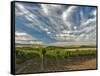 Vineyard of Walla Walla Vintners, Walla Walla, Washington, USA-Richard Duval-Framed Stretched Canvas