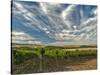 Vineyard of Walla Walla Vintners, Walla Walla, Washington, USA-Richard Duval-Stretched Canvas