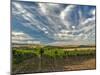 Vineyard of Walla Walla Vintners, Walla Walla, Washington, USA-Richard Duval-Mounted Premium Photographic Print