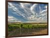 Vineyard of Walla Walla Vintners, Walla Walla, Washington, USA-Richard Duval-Framed Photographic Print