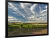 Vineyard of Walla Walla Vintners, Walla Walla, Washington, USA-Richard Duval-Framed Photographic Print