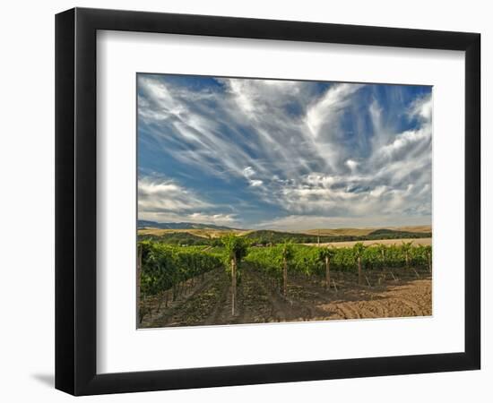 Vineyard of Walla Walla Vintners, Walla Walla, Washington, USA-Richard Duval-Framed Photographic Print