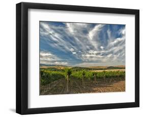 Vineyard of Walla Walla Vintners, Walla Walla, Washington, USA-Richard Duval-Framed Photographic Print