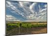 Vineyard of Walla Walla Vintners, Walla Walla, Washington, USA-Richard Duval-Mounted Photographic Print